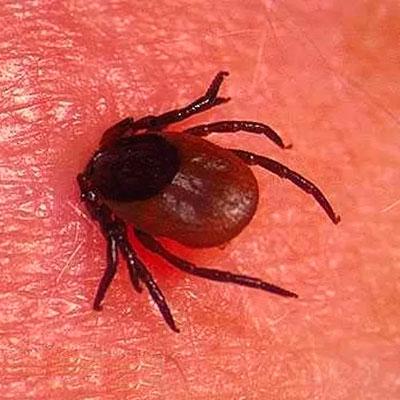 Российские ученые разработали карманный тест для выявления клещевого энцефалита