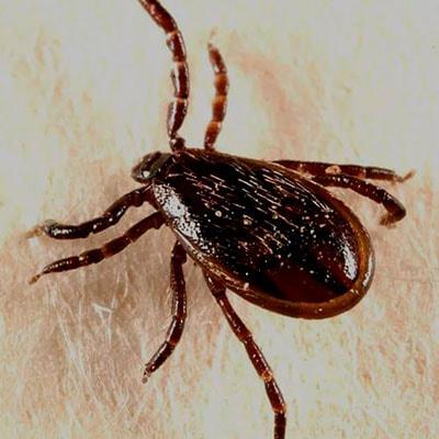 В Московской области начался сезон активности клещей