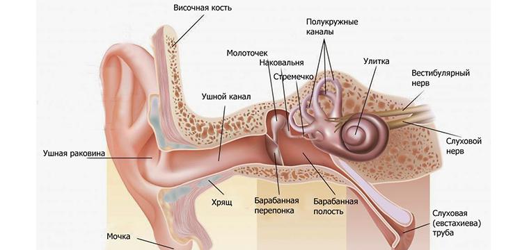 Тугоухость (снижение слуха)