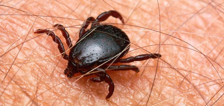 В Московской области начался сезон активности клещей