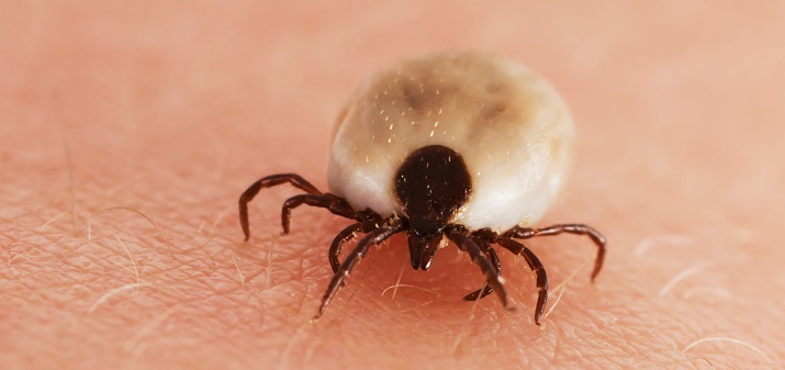 Время клещей