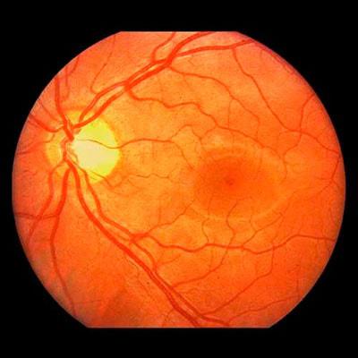 Японские ученые вырастили сетчатку глаза из стволовых клеток