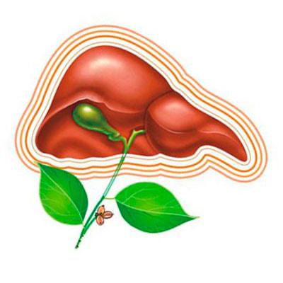 Отчет о работе гепатологического центра