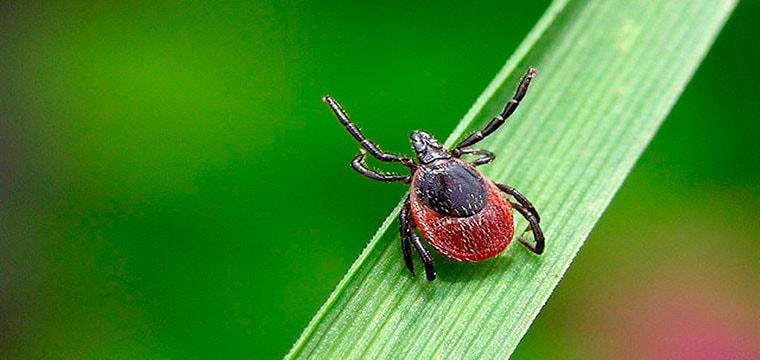 Российские ученые разработали карманный тест для выявления клещевого энцефалита