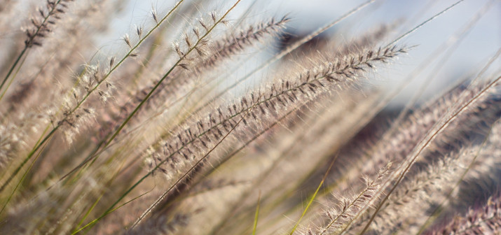 Поллиноз: сезонная аллергия на пыльцу растений