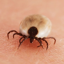 Время клещей