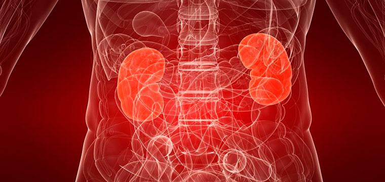 Нефрология: как врачи-нефрологи борются с болезнями почек