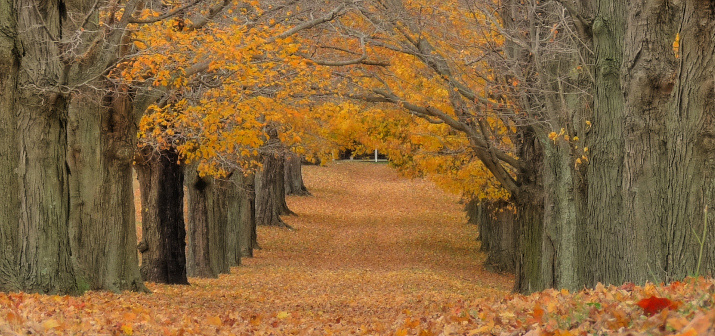 16 октября - День аллерголога