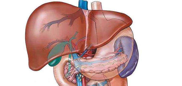 Стеатоз печени (неалкогольная жировая болезнь печени, неалкогольный стеатогепатит)