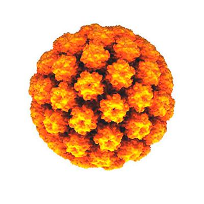 ВПЧ (вирус папилломы человека)