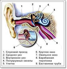 строение уха