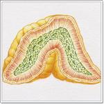 заболевания надпочечеников