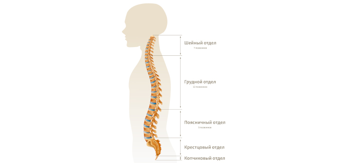 Отделы позвоночника