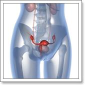 причины дисфункциональных матотчных кровотечений
