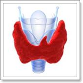 УЗИ щитовидной железы