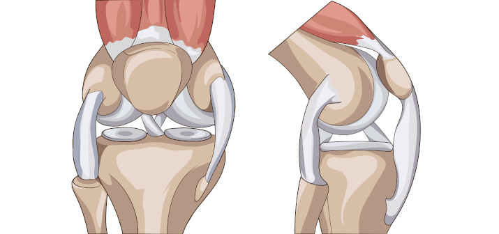 Коленный сустав