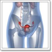 УЗИ органов малого таза